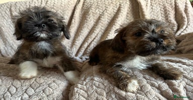 Mixed Breed dogs - Advert 16