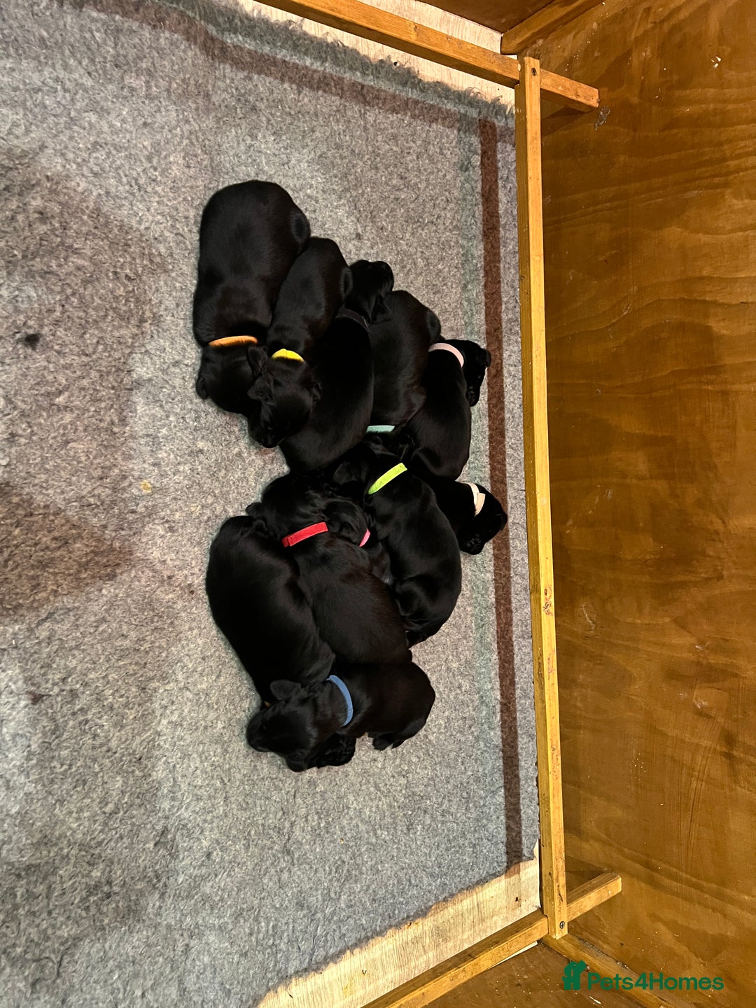 Flat coated Retriever dogs for sale: 11 adorable and lively Flatcoat puppies  - Advert 2