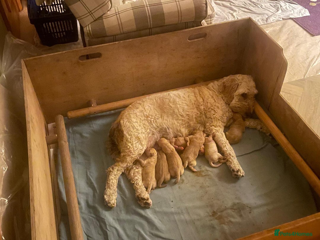 Goldendoodle dogs for sale: Golden doodle puppies ready 12th September  - Image 37