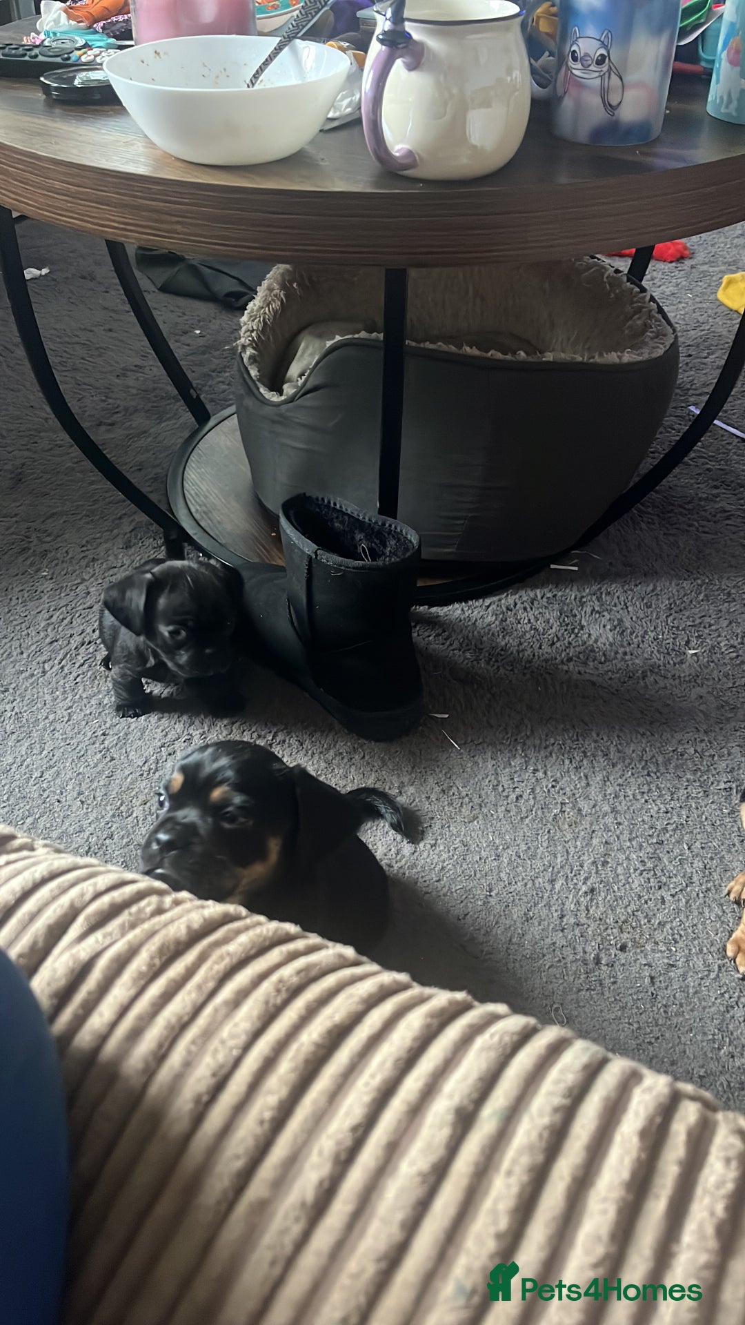Mixed Breed dogs for sale: Pug x dachshund puppies for sale  - Advert 5