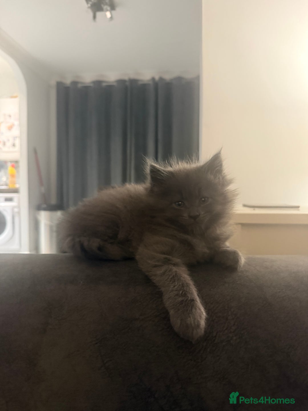 Maine Coon cats for sale: 2 Half Maine Coons for sale  - Advert 7
