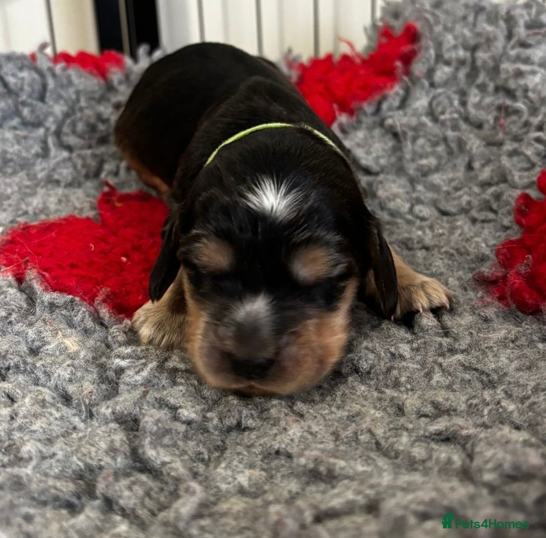 Cocker Spaniel dogs for sale: Lovable Show Cocker Spaniel Puppies 🐾💕 - Image 7