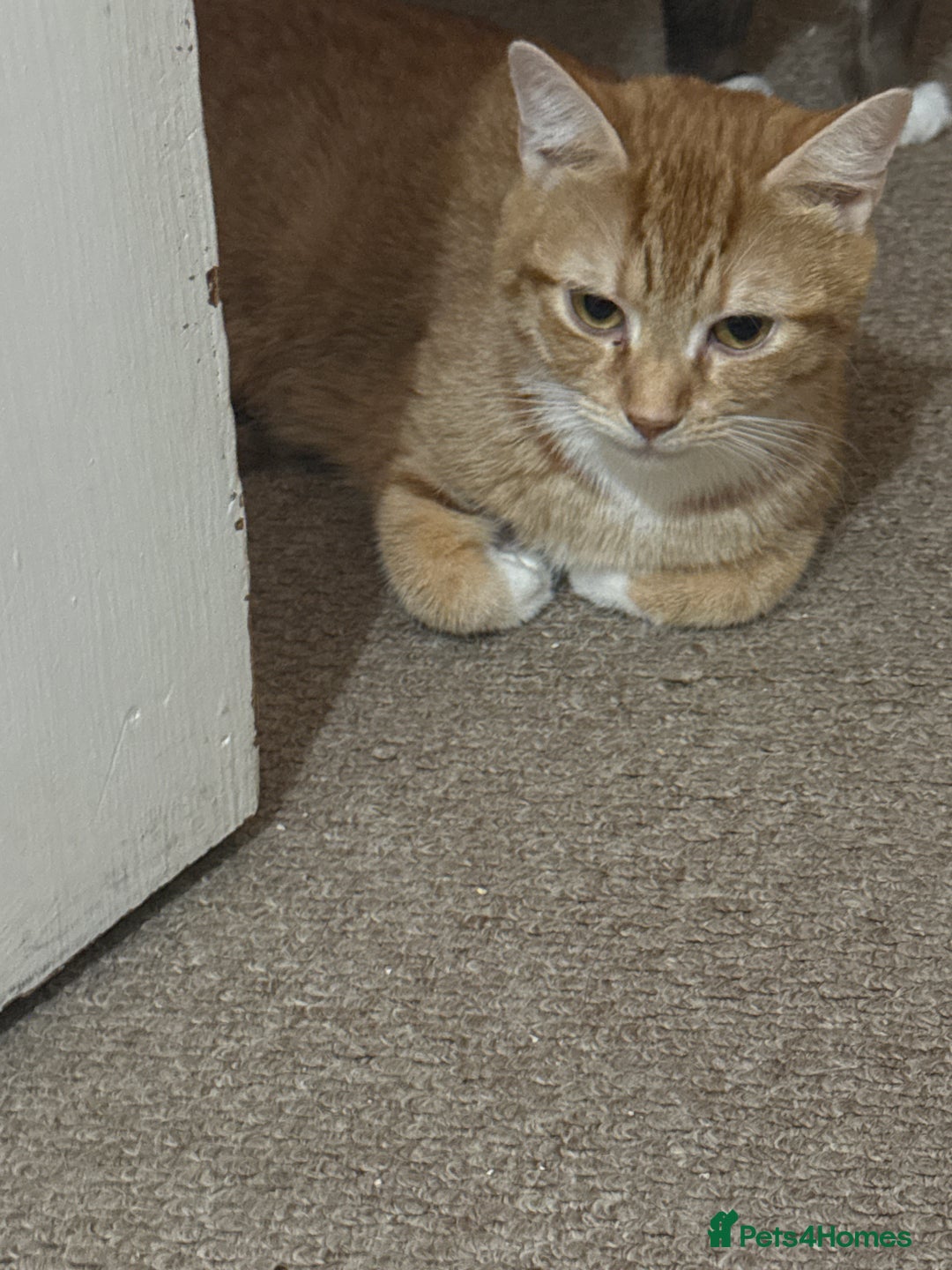 Mixed Breed cats for sale: 3 adorable kittens looking for a home - Advert 2