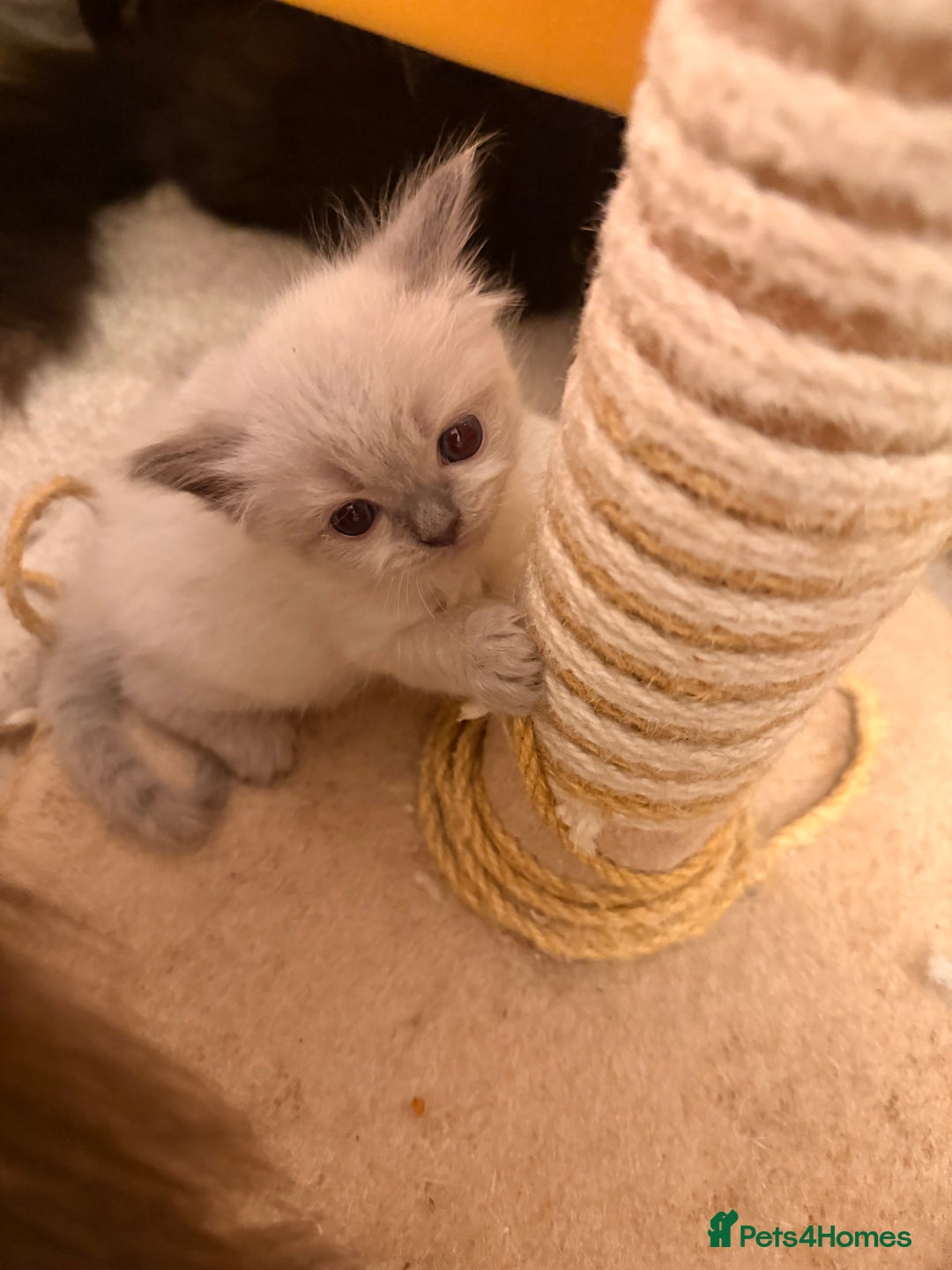 Ragdoll cats for sale: Beautiful Persia dolls  - Advert 23