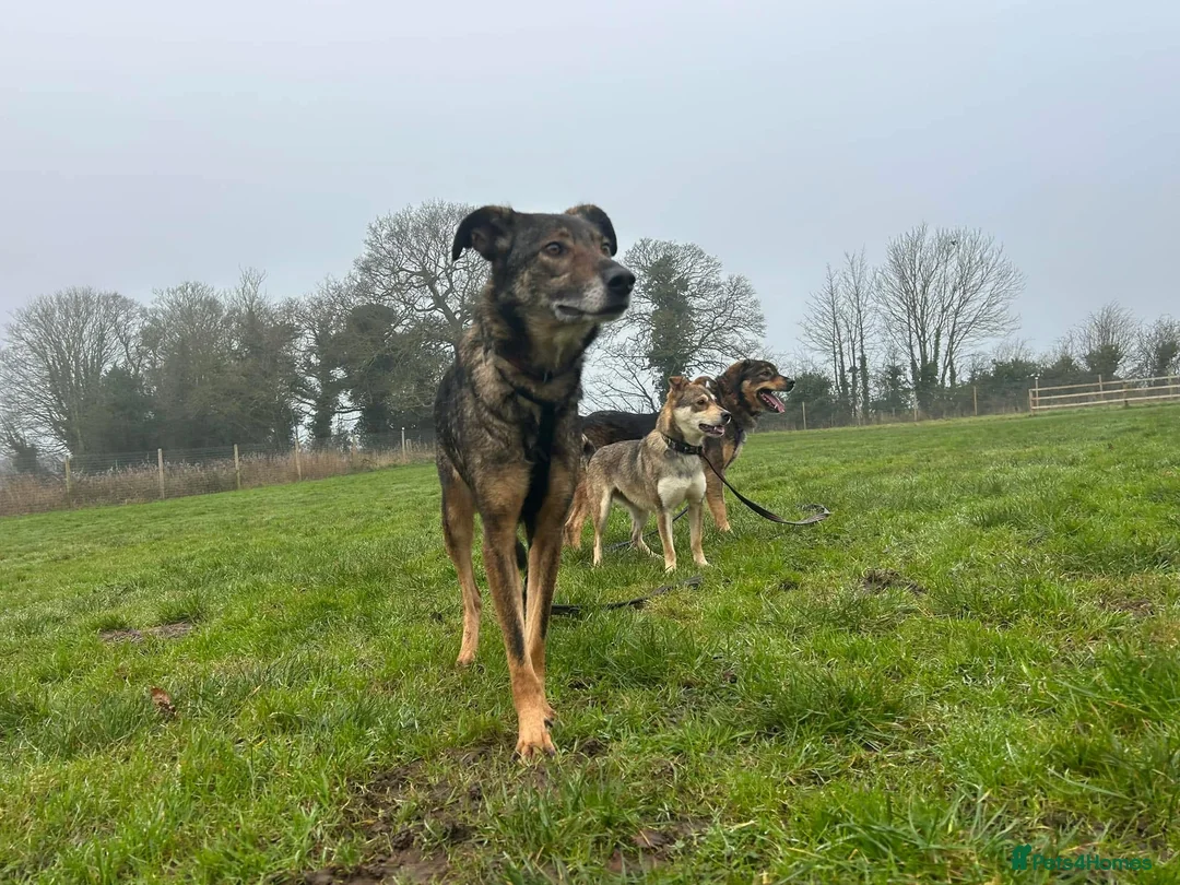 Mixed Breed dogs for adoption: Elsie - Norwich Norfolk  in Norwich - Advert 20