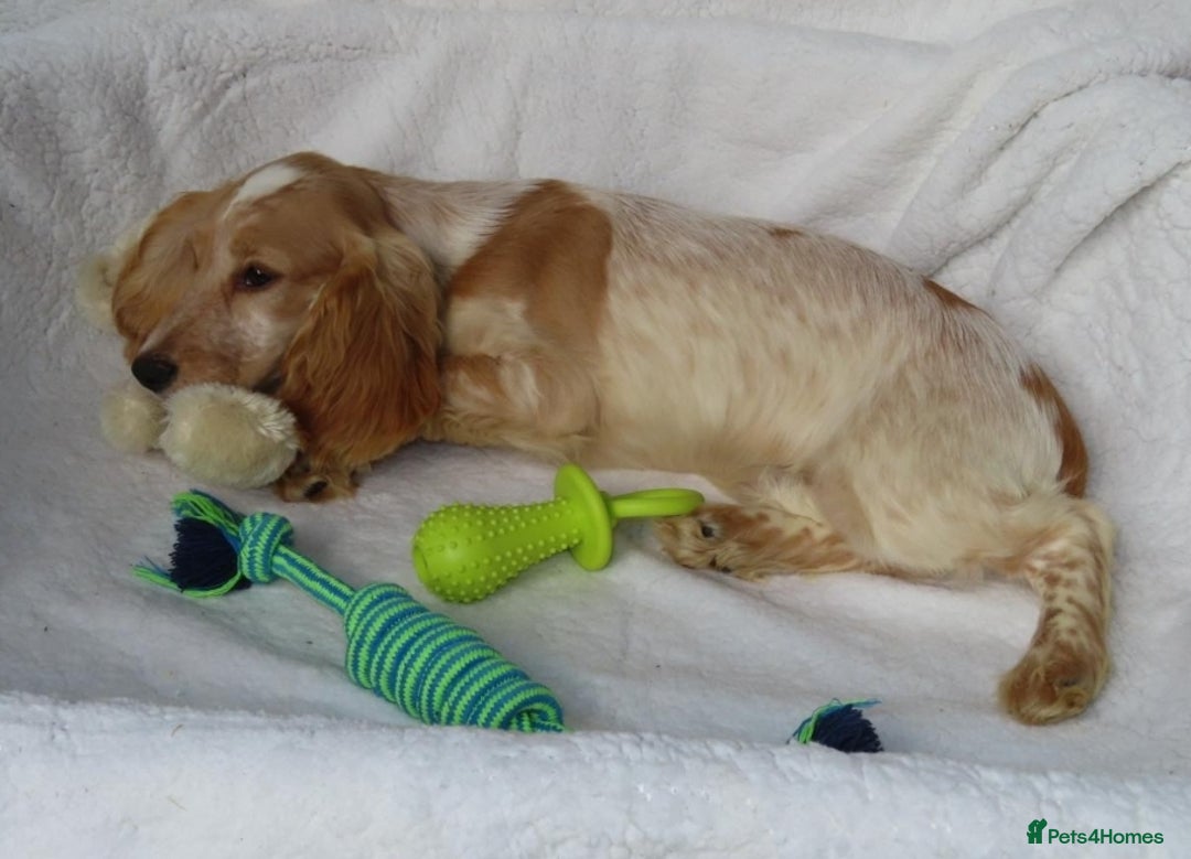 Cocker Spaniel dogs for sale: 🏆BEAUTIFUL COLOURS 🏆 SHOW TYPE COCKER SPANIELS - Image 7