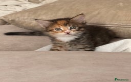 Mixed Breed cats for sale: 3 sweet kittens ready 27th Sep - Image 2