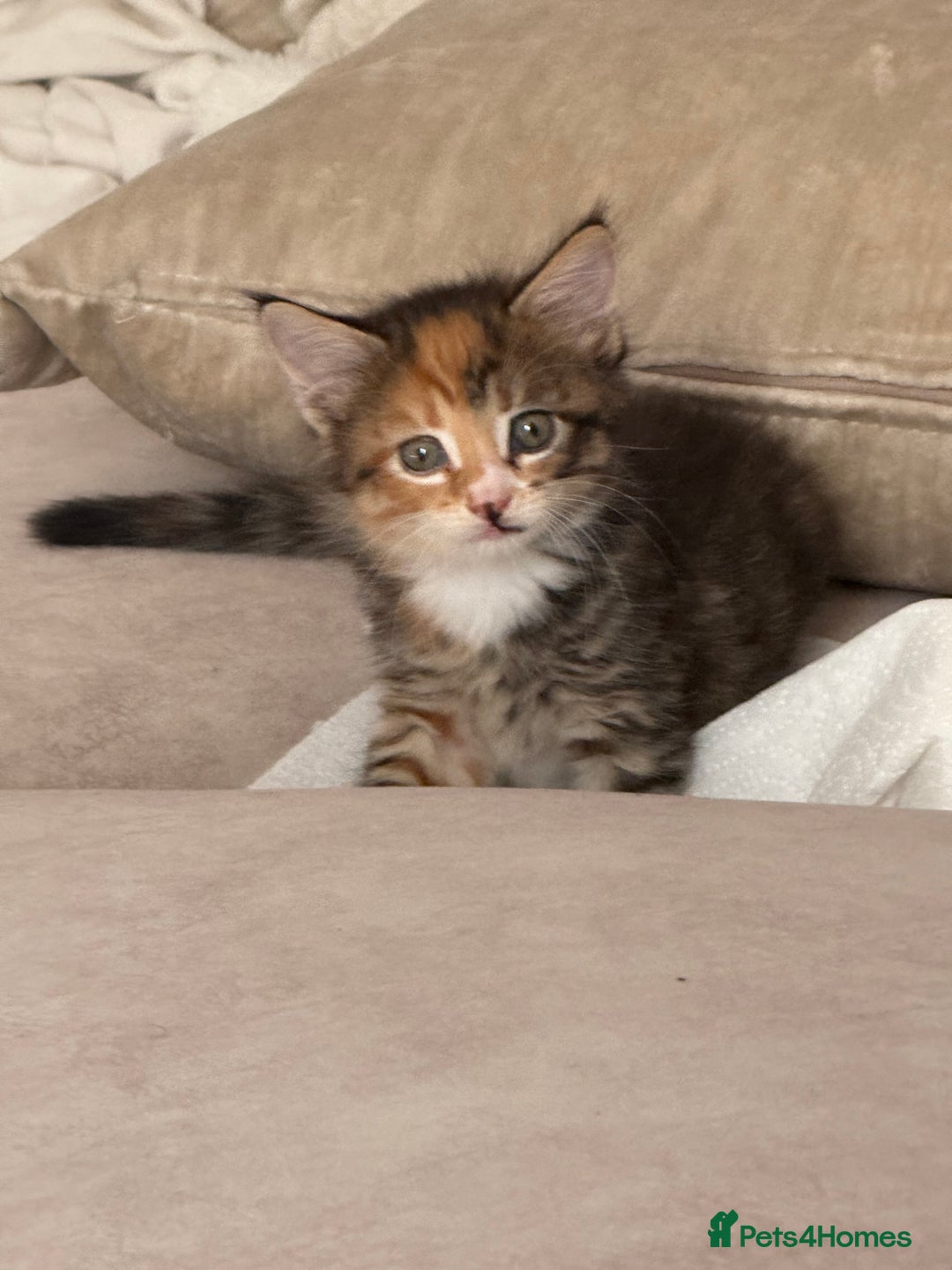 Mixed Breed cats for sale: 3 sweet kittens ready 27th Sep - Image 2