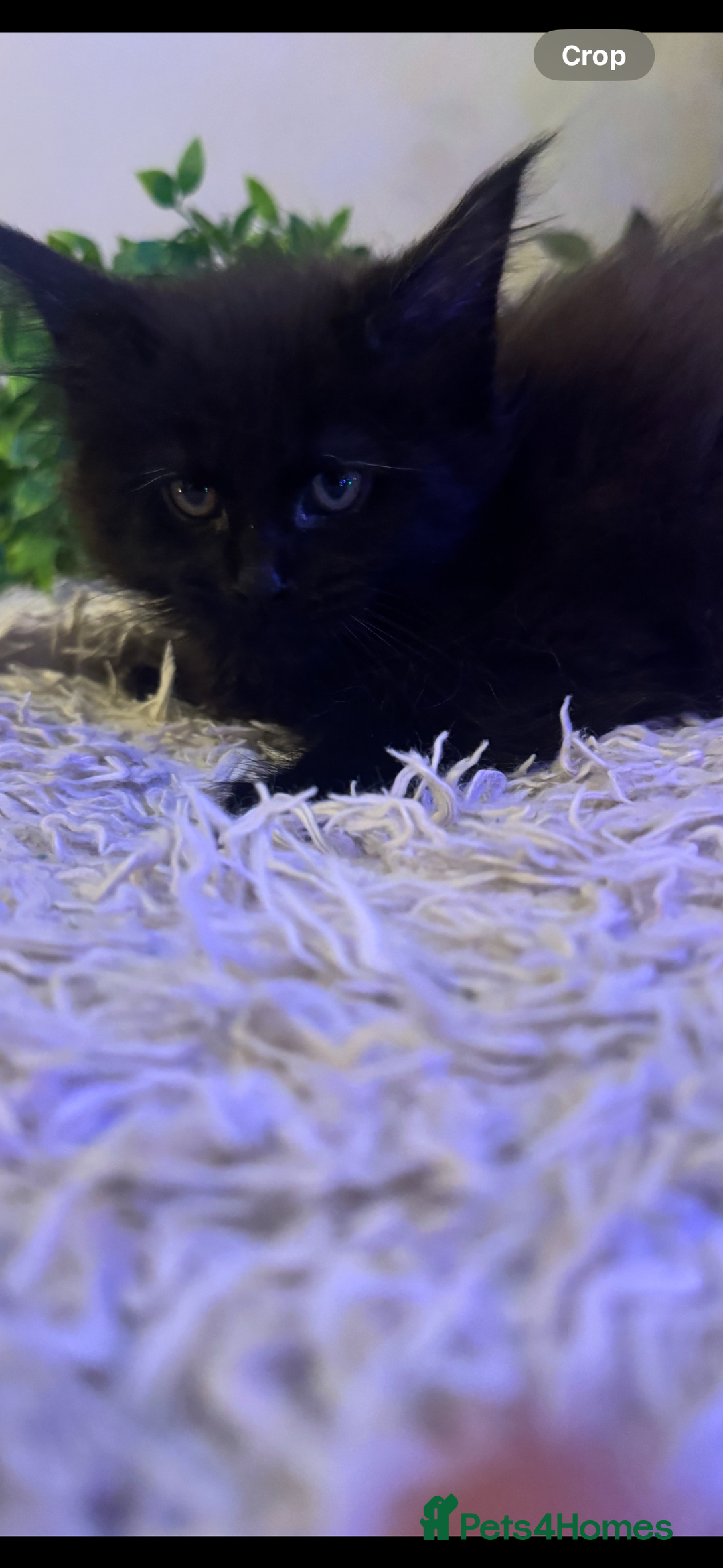 Maine Coon cats for sale: Stunning Pure Bred Maine Coons - Advert 10