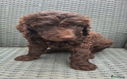 Newfypoo dogs for sale: 🐾 Beautiful Newfypoo x Standard Poodle Puppies 🐾 in Doncaster - Image 23