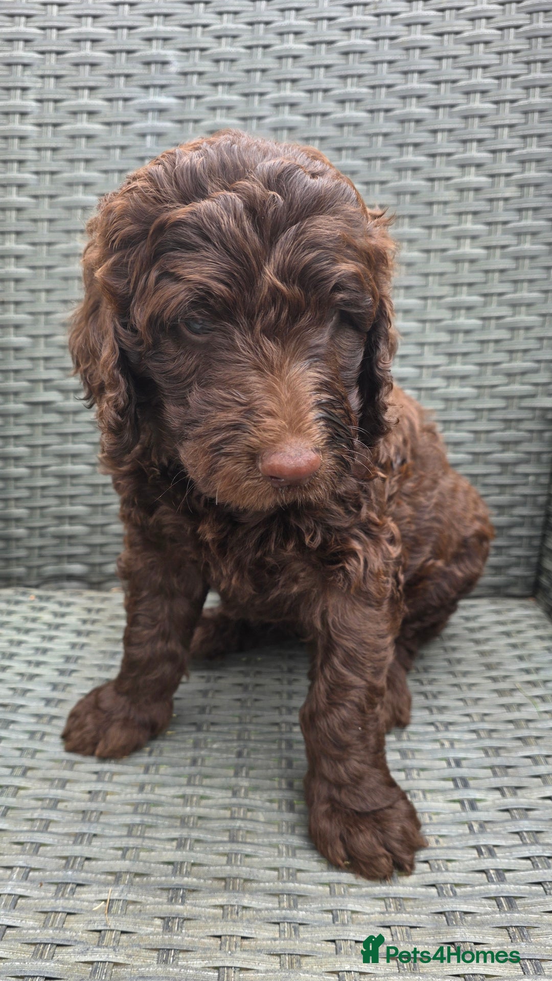 Newfypoo dogs for sale: 🐾 Beautiful Newfypoo x Standard Poodle Puppies 🐾 in Doncaster - Image 23
