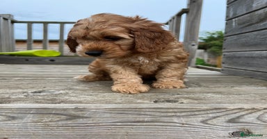 Cockapoo dogs - Advert 2
