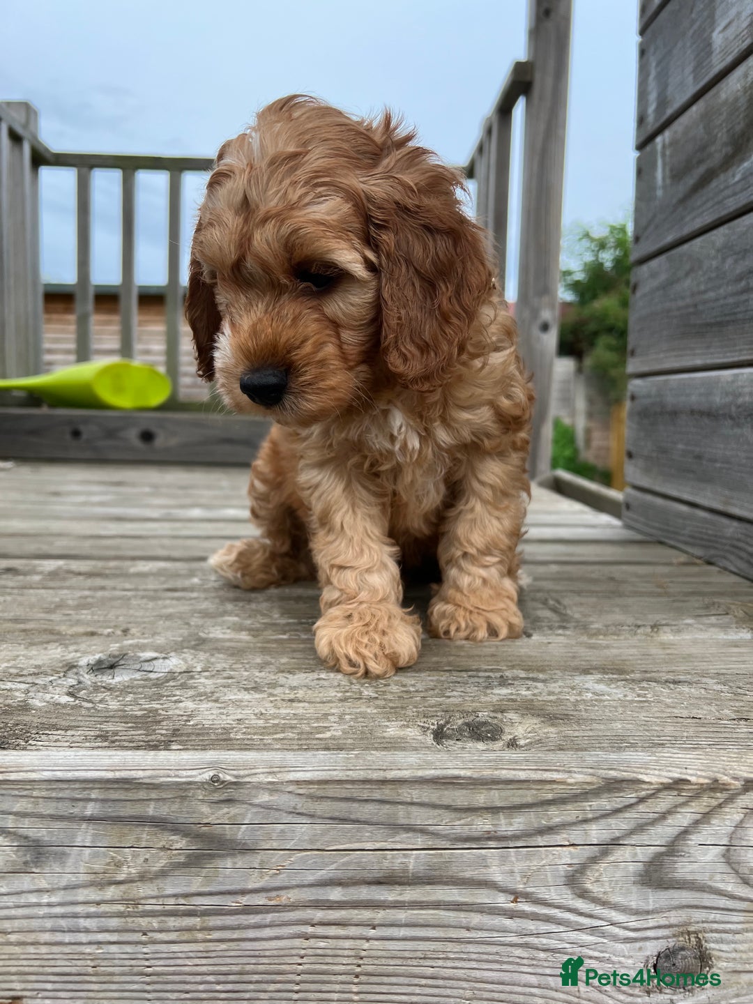 Cockapoo dogs for sale: Adorable F1 Cockapoos from 5* licensed breeder - Image 3