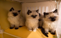 Ragdoll cats for sale: Beautiful Ragdoll Kittens Ready for Sale! - Advert 4