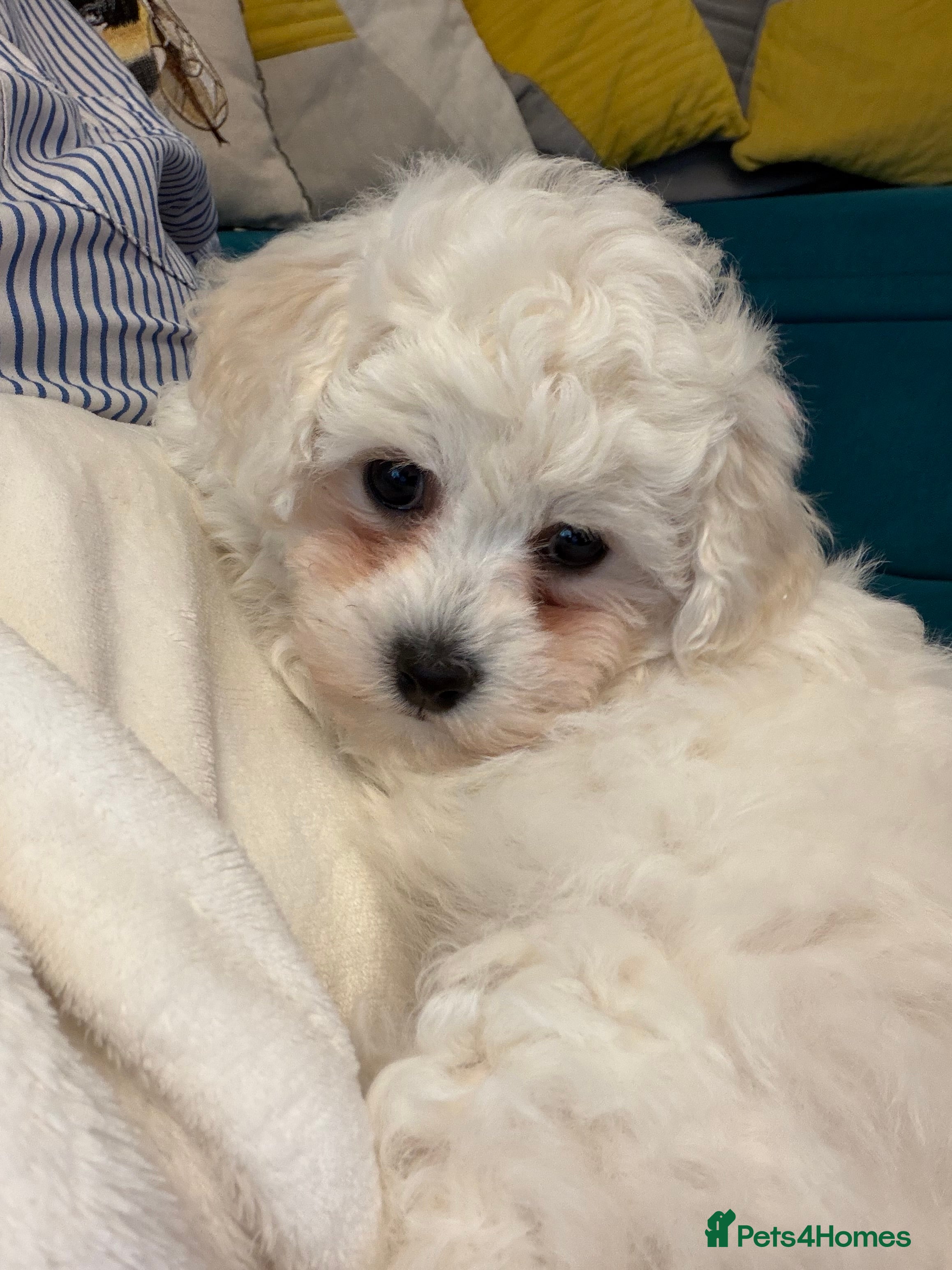Bichon Frise dogs ⭐️Gorgeous Bichon Frise Puppies Available ⭐️ - Advert 1