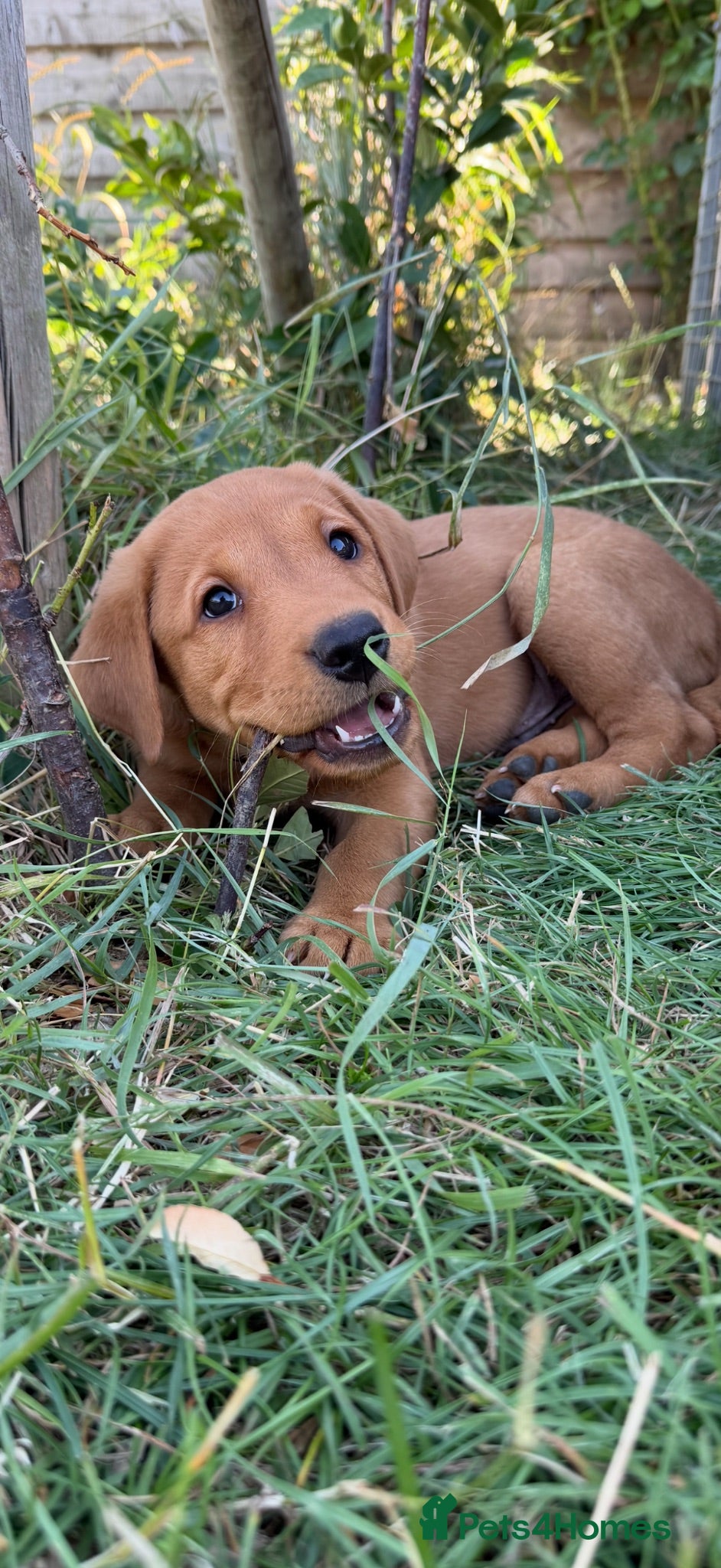 Labrador Retriever dogs  Last Male Fox Red, Ready To Go on 14/8 - Advert 2