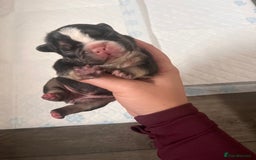 French Bulldog dogs for sale: 🐶🥰FRENCHIE PUPS FOR SALE😍🐶 - Image 15