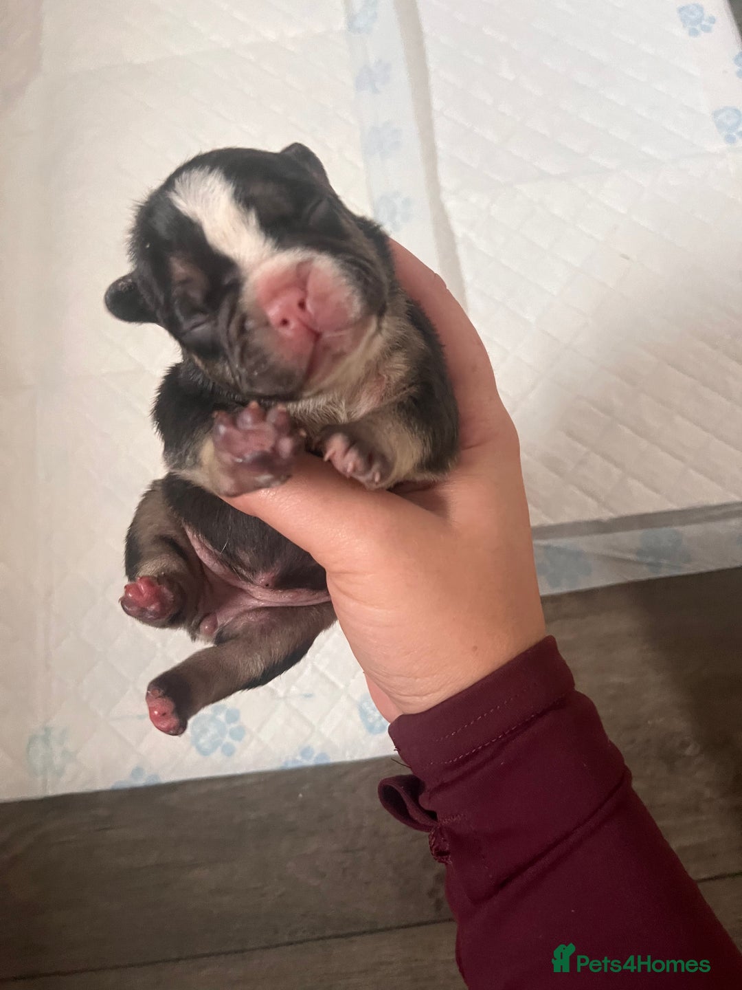 French Bulldog dogs for sale: 🐶🥰FRENCHIE PUPS FOR SALE😍🐶 - Image 15