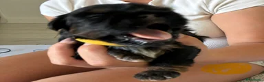 Shih Tzu 5