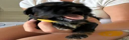 Shih Tzu dogs for sale: Stunning doby shih zu puppies - Advert 7