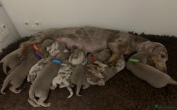 Miniature Dachshund dogs for sale: 🌟QUALITY KC REG & PRA CLR MINIATURE DACHSHUNDS🌟 - Image 24