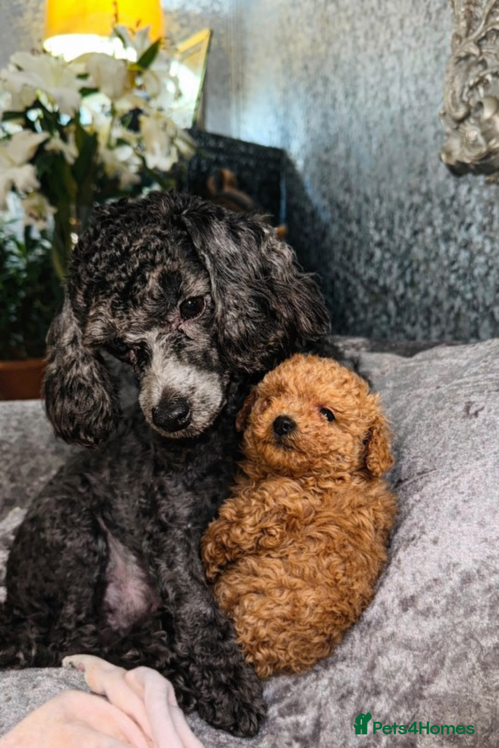 Toy Poodle dogs KC reg toy Poodle Bitch - Advert 3