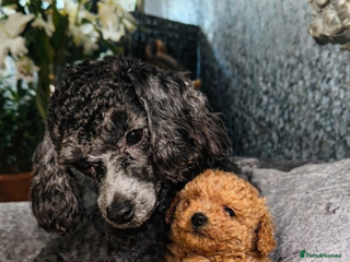 Toy Poodle dogs KC reg toy Poodle Bitch - Advert 3