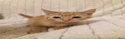Mixed Breed cats for sale: Playful Kittens - Advert 7