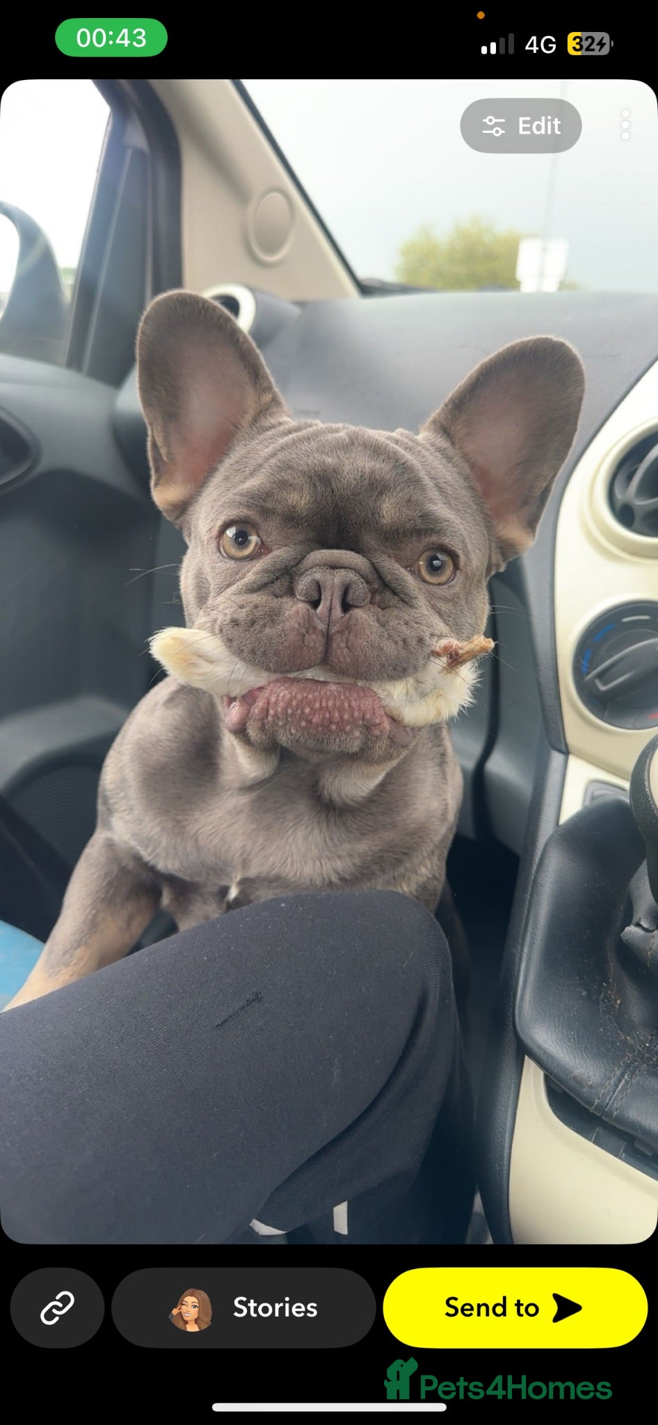 French Bulldog dogs Lilac and tan French bulldog stud carry Isabella - Advert 9