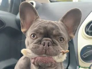 French Bulldog dogs Lilac and tan French bulldog stud carry Isabella - Advert 1