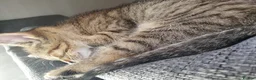 Mixed Breed cats for sale: 3 little girl  - Advert 10