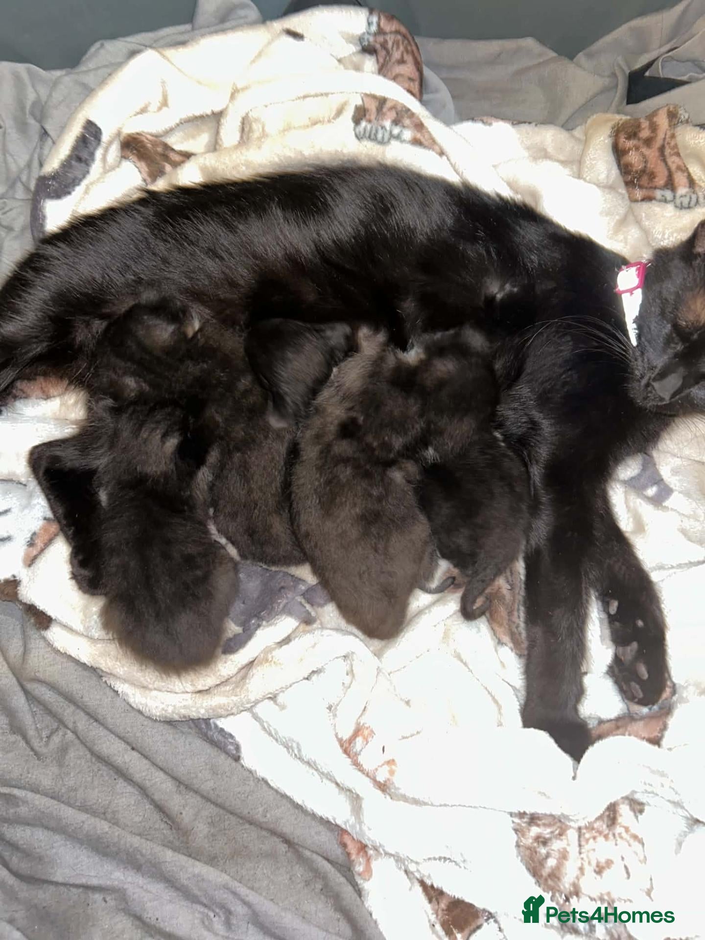 Mixed Breed cats Kittens - Advert 2