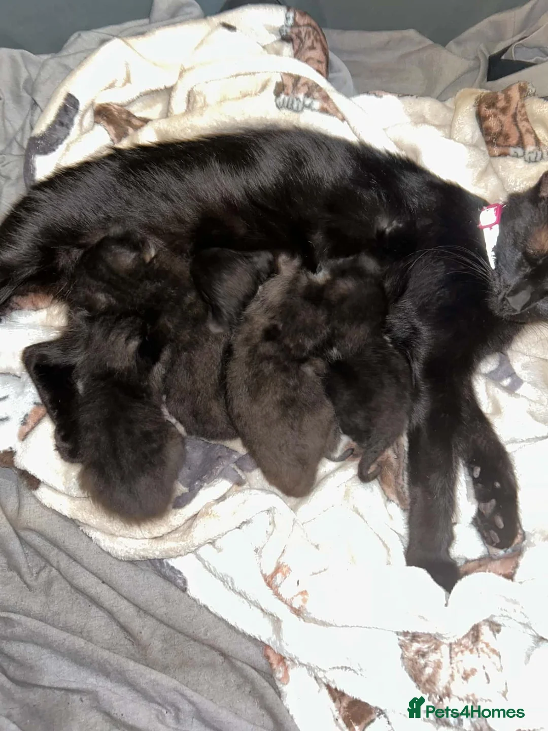 Mixed Breed cats for sale: Kittens in Southend-on-Sea - Advert 1