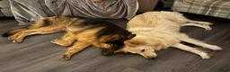 German Shepherd dogs for sale: 7 beautiful pups - Advert 21