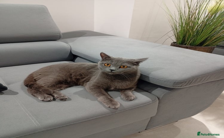 British Shorthair cats 2 years old female  - Advert 13