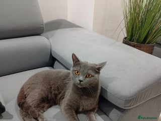 British Shorthair cats 2 years old female - Advert 18