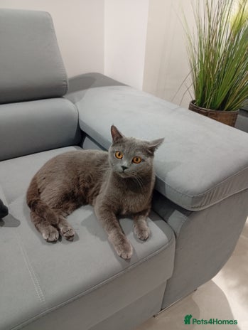 British Shorthair cats 2 years old female - Advert 13