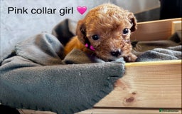 Cockapoo dogs for sale: ✨ READY SOON-Adorable F1B Cockapoo Puppies✨ - Image 14