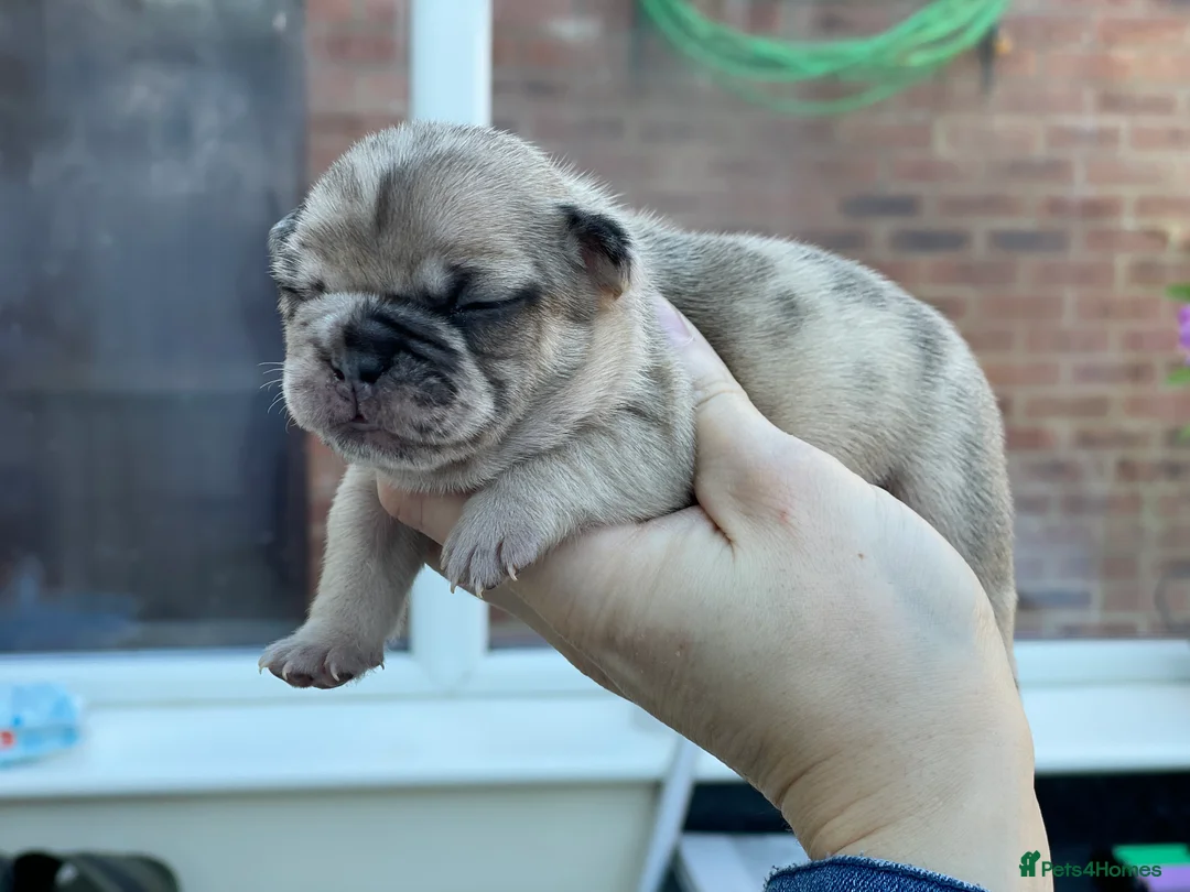French Bulldog dogs for stud: Champagne Charlie new shade Isabella  in Hastings - Advert 13