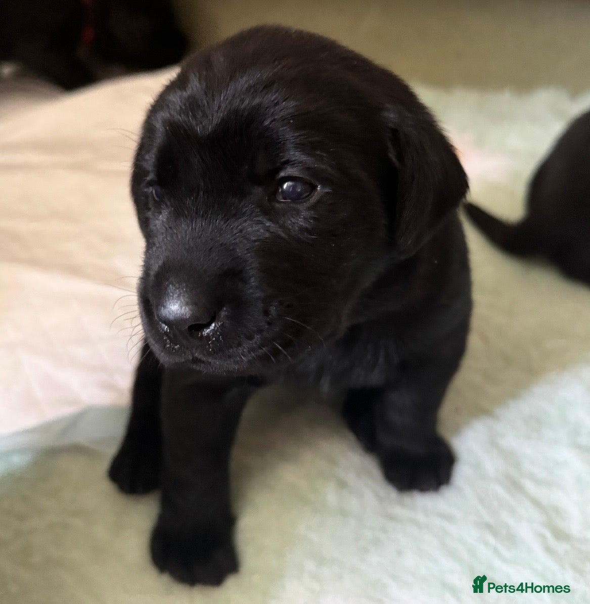 Labrador Retriever dogs 🖤BOYS KC reg Health tested🖤 - Advert 1