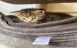 Egyptian Mau cats for sale: Egyptian mau kittens  - Image 12