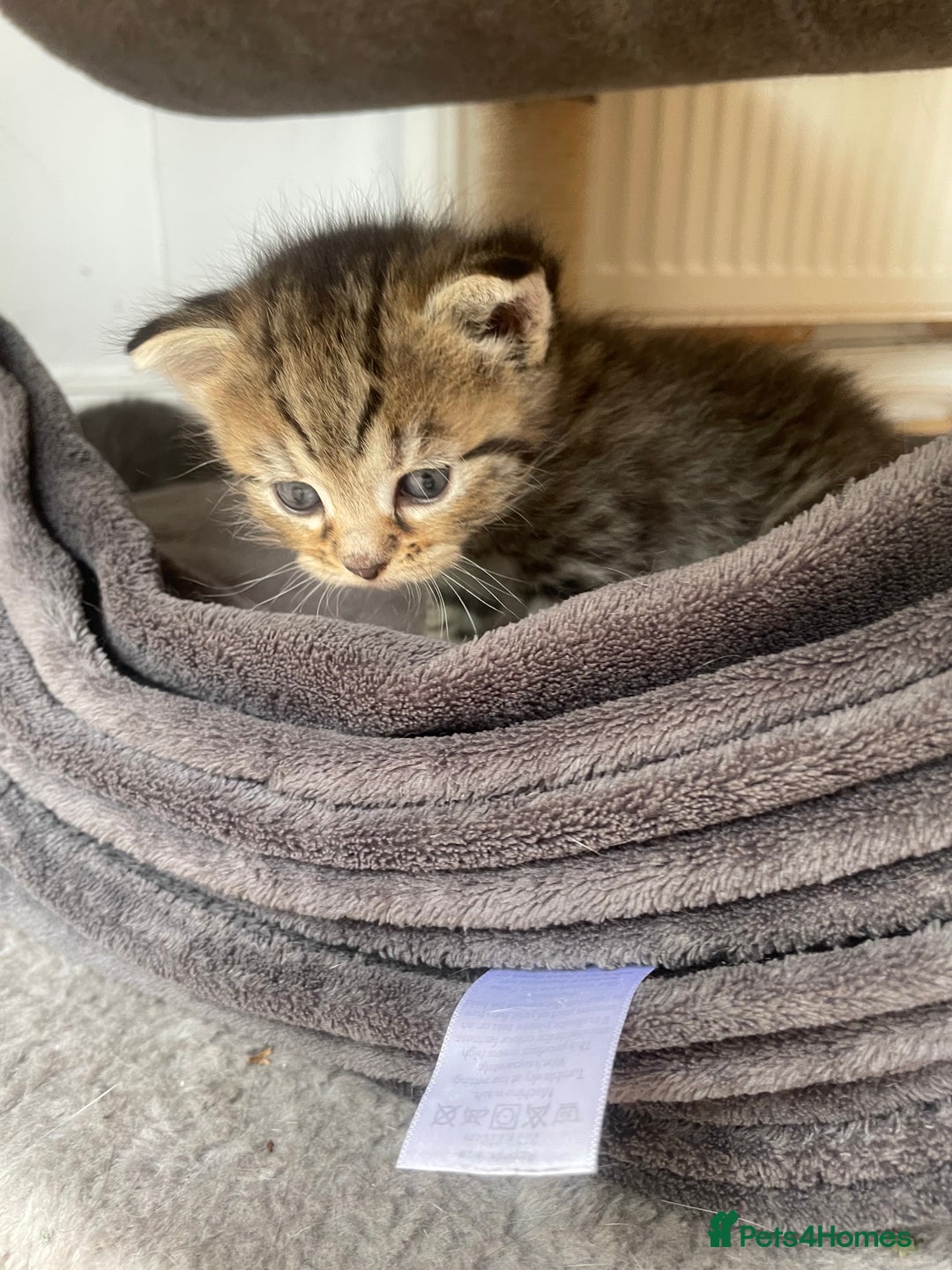 Egyptian Mau cats for sale: Egyptian mau kittens  - Image 12