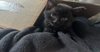 Russian Blue cats - Advert 12