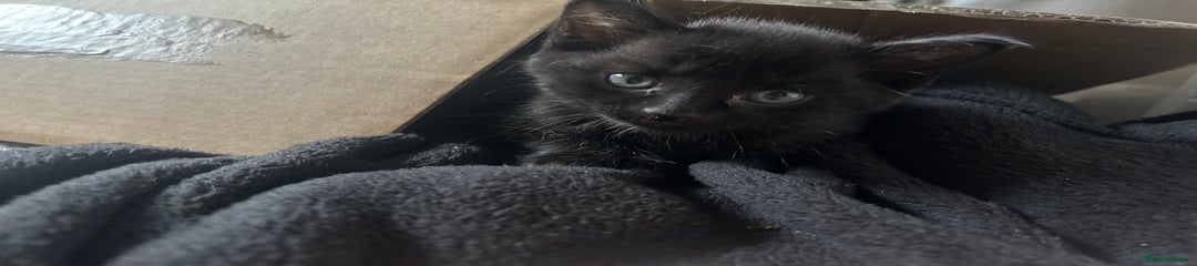 Russian Blue Kitten 1