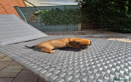 Mixed Breed dogs for sale: Very loving puppies looking for their forever home - Image 7