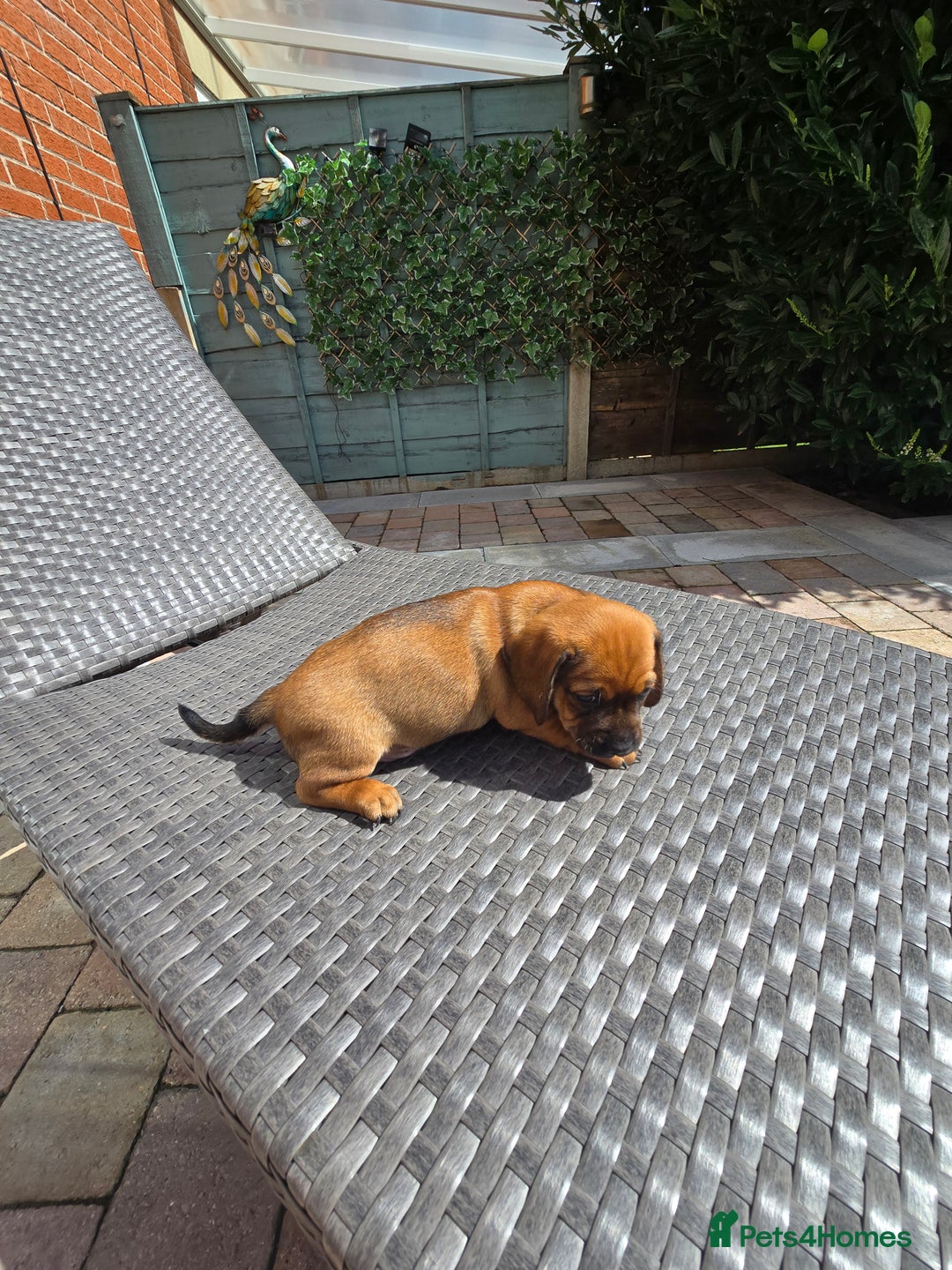 Mixed Breed dogs for sale: Very loving puppies looking for their forever home - Image 7