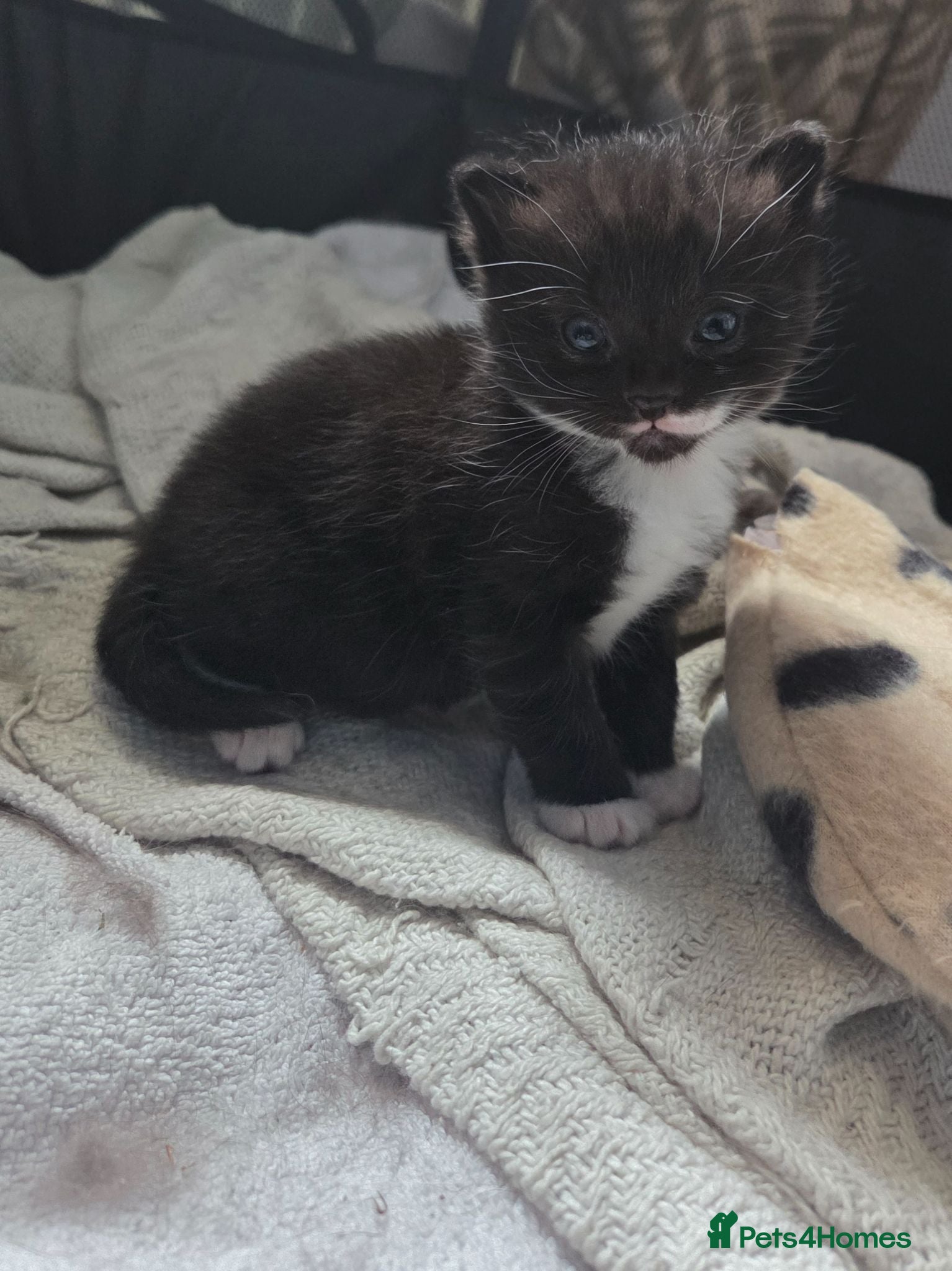 Domestic Shorthair cats Female domestic shorthair kitten - Advert 4