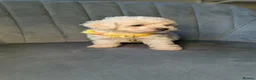 Maltipoo dogs for sale: Judy M - Advert 7