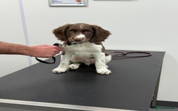 English Springer Spaniel dogs for sale: Springer Spaniels - Image 4