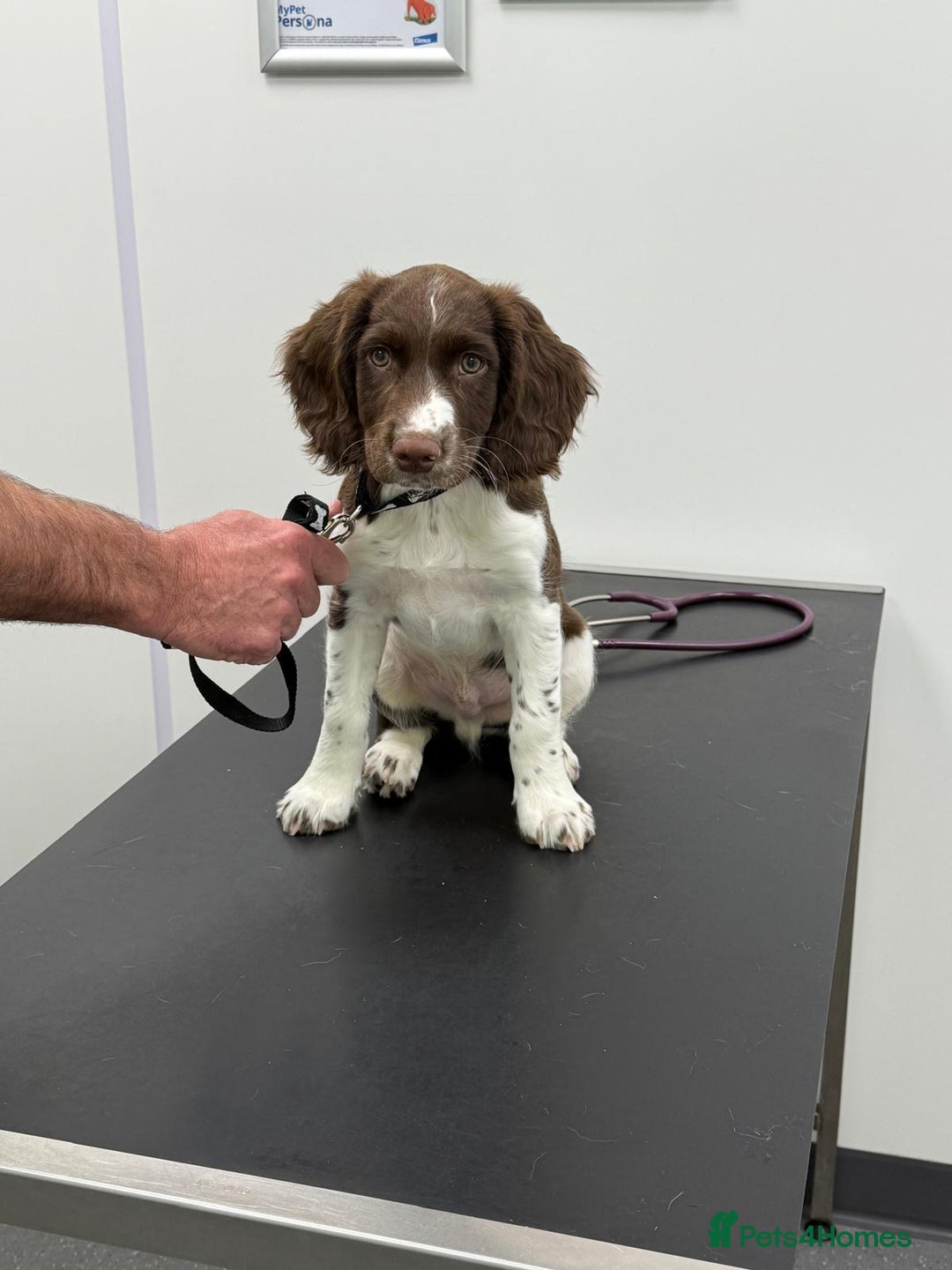 English Springer Spaniel dogs for sale: Springer Spaniels - Image 4